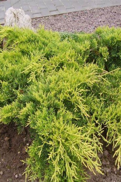 Ялівець віргінський Голден Спрінг|Juniperus virginiana Golden Spring|Можжевельник виргинский Голден Спринг 